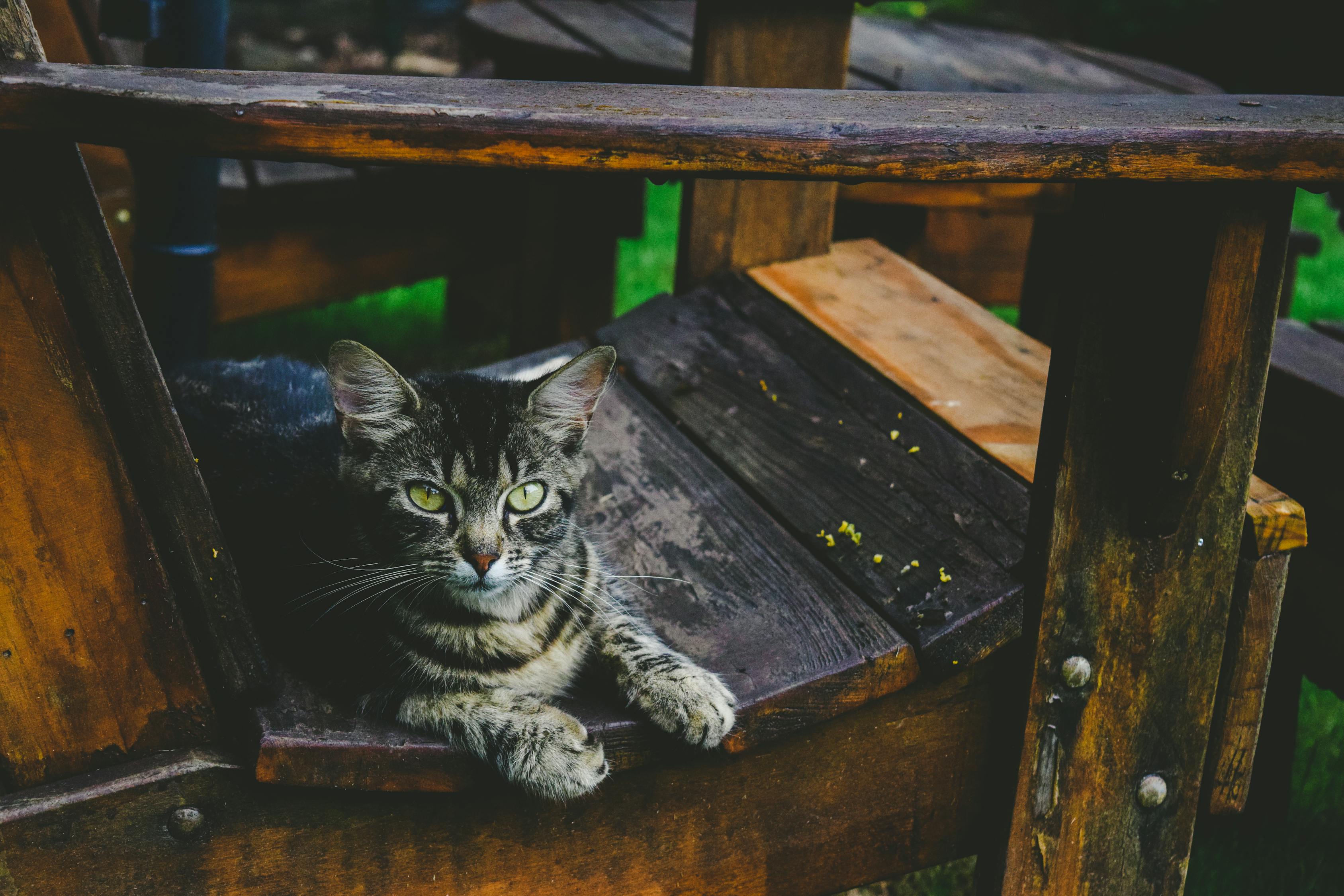 网红猫遭遇一拳打飞的不幸事件，反思与启示