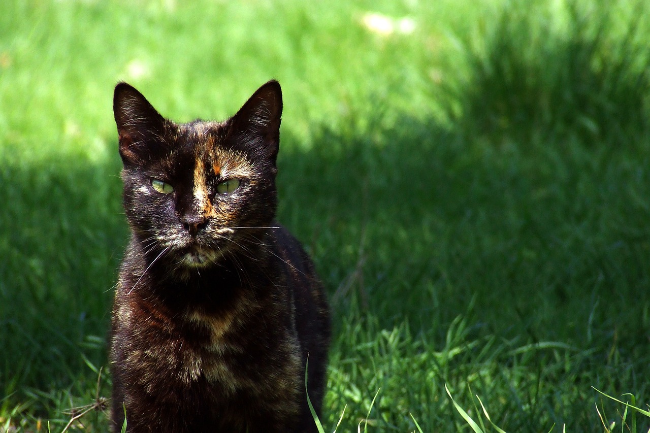 王欣瑜再现猫咪狩猎，灵动与优雅的完美结合