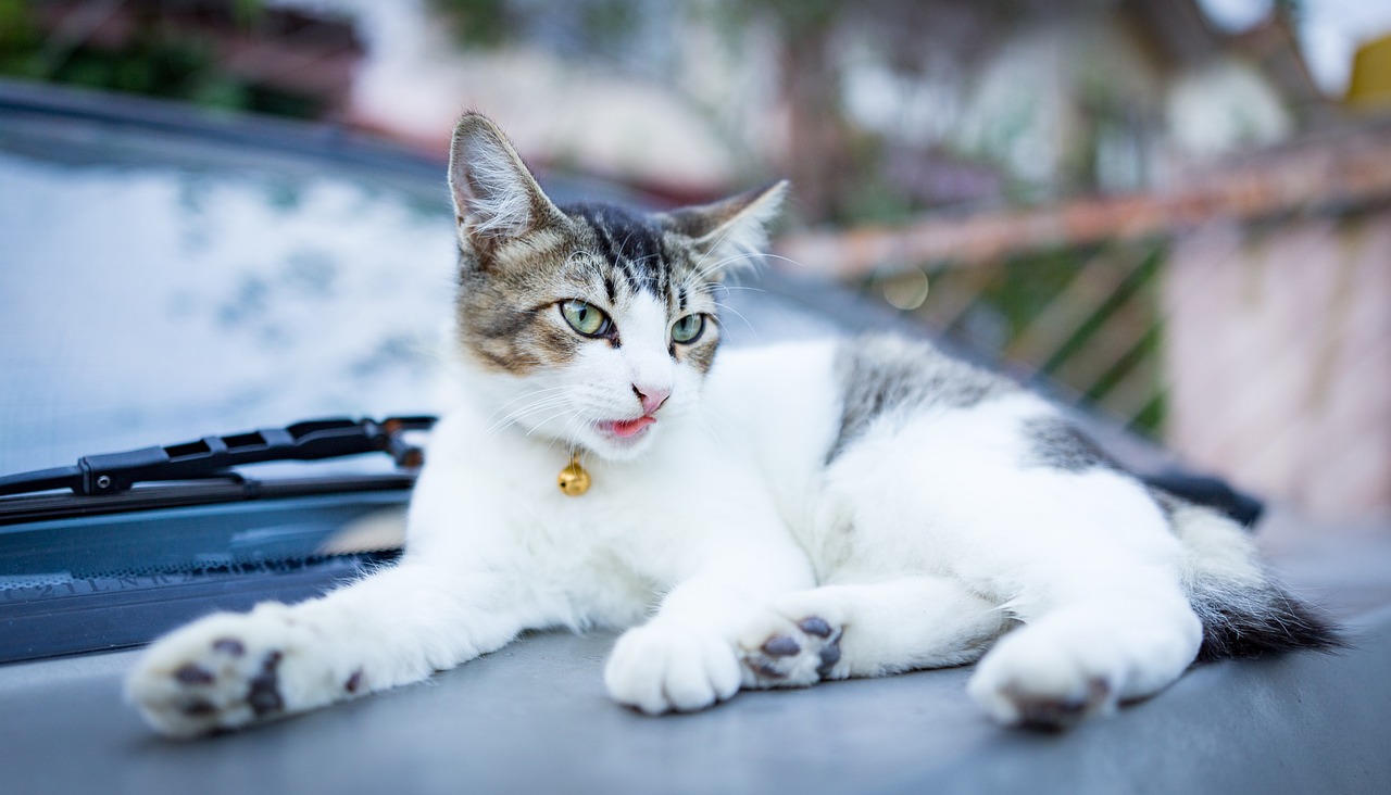 流浪猫被喂带孩子来的故事，温暖的人类与猫咪的共生之旅